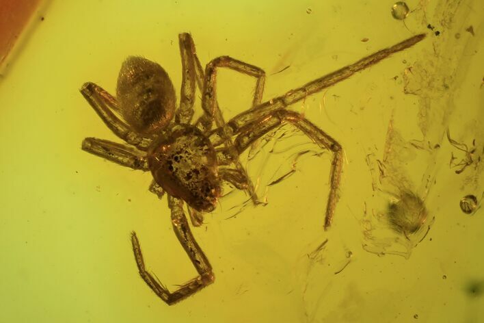 Detailed Fossil Spider (Aranea) In Baltic Amber #87204
